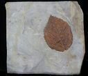 Detailed Fossil Leaf (Beringiaphyllum) - Montana #37211-1